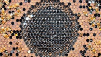 Circle of dead brood after testing