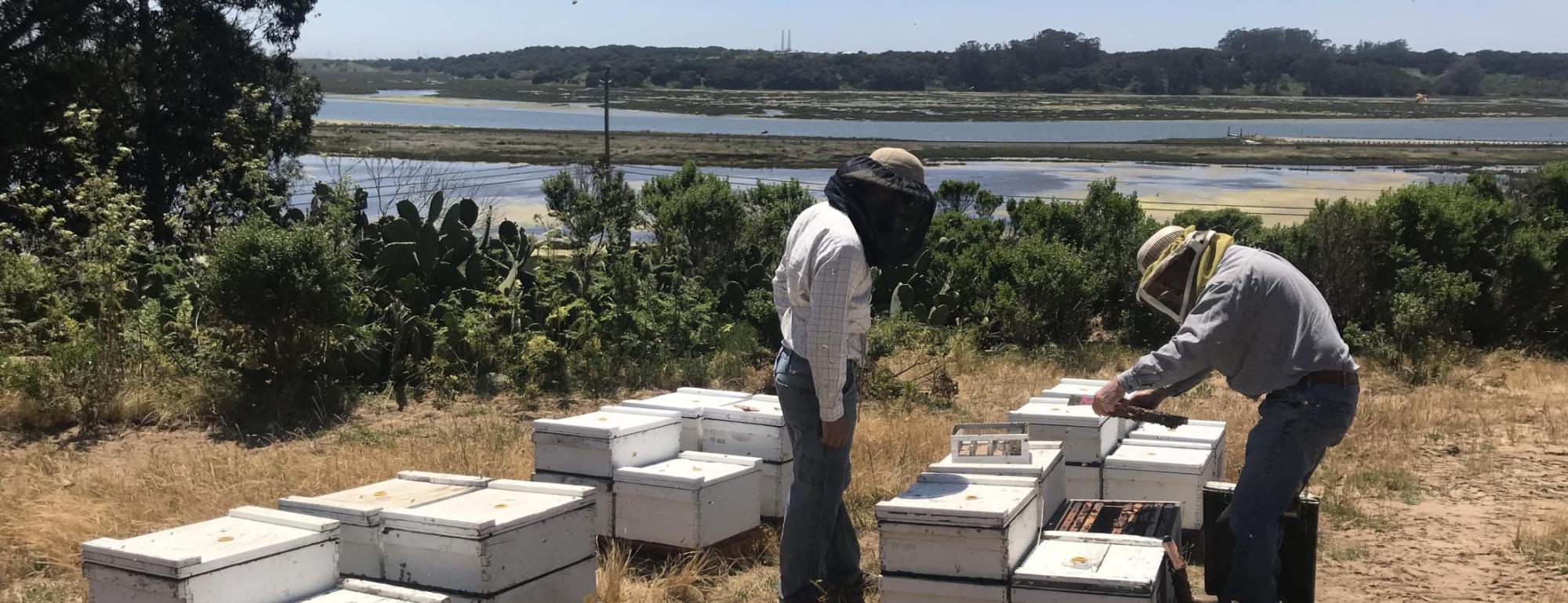 Beekeepers Inspecting a Hive