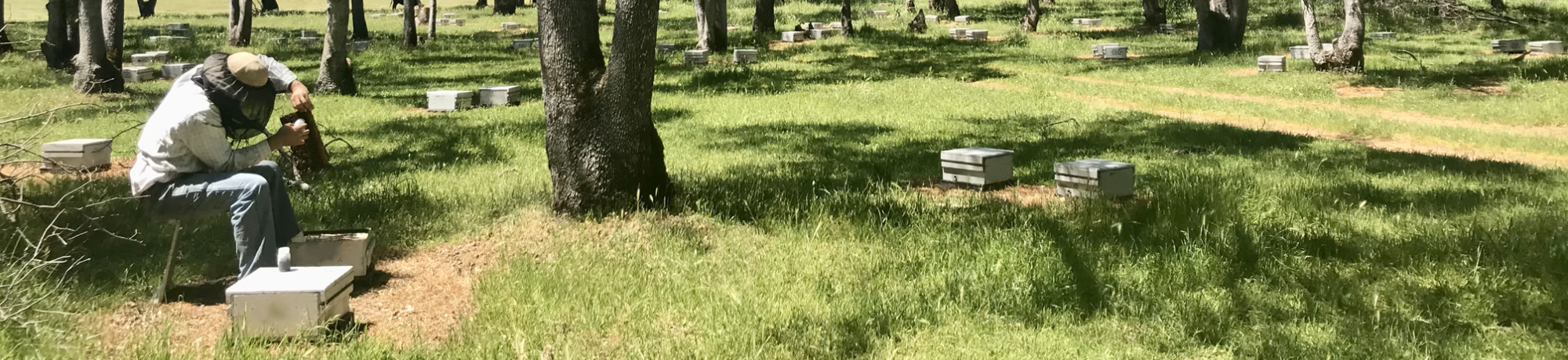 Mating nucs in northern California